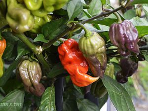 Maldavian Heart x Purple Bhut