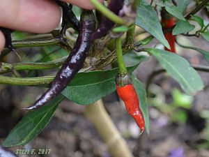 Naga Jolokia Purple