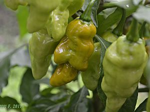 7Pot Maxwell Mustard