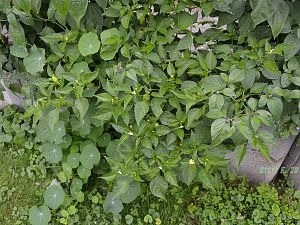 Verkreuzte Baccatum