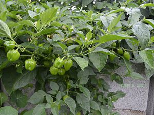 verkreuzte Baccatum
