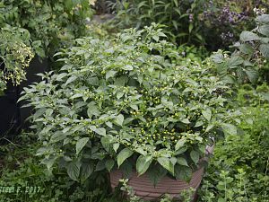 Aji Charapita