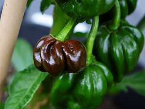 Black Habanero