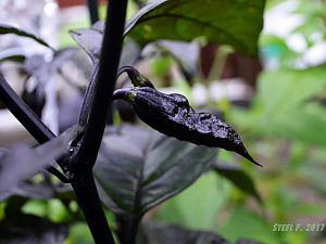 Black Bhut