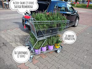 IMG_20170809_104247-01