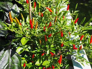 Bonsai Chili