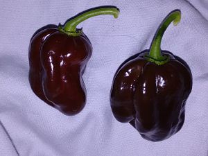 Habbi Schoko