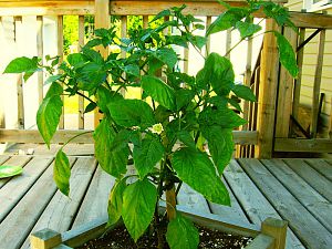 Ethiopian_peppertree