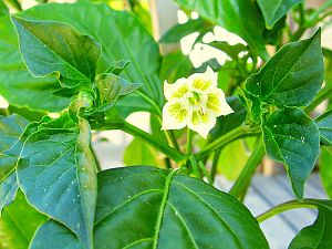 EthiopianPeppertree