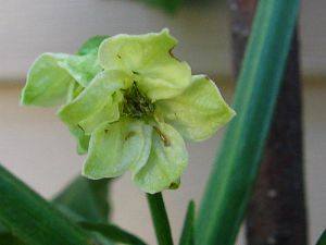 Flower_26062016