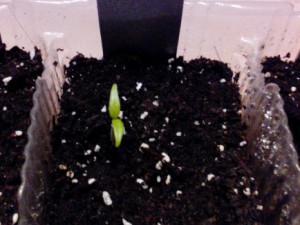 Die erste gekeimte Habanero Braun