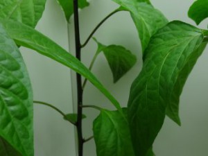 Gemüsepaprika