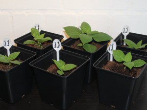 Giant Rocoto