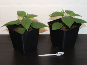 Rocoto Manzano Amarillo