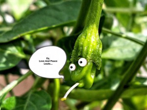 Der kleine Kiffer