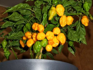 Trinidad Perfume