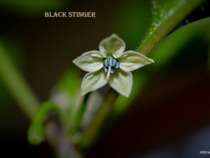 Black Stinger
