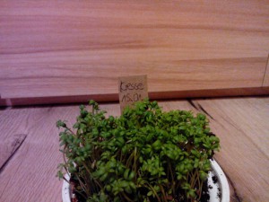 Erste Kresse 2016