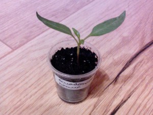 Pikierte Ecuadorian Brown 19.01.16