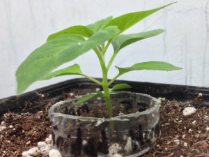 Trinidad Hornet F5