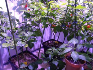 Chilihaus2_20160123