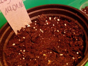Erste gekeimte Cayenna Chili