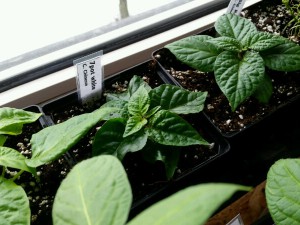 20160124_7Pot White