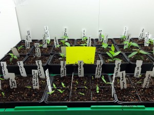 7Pot_Anzucht