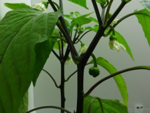 Gemüsepaprika_mit_ersten_Beeren