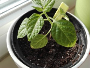 Rocoto Mini gelb Novemberaussaat