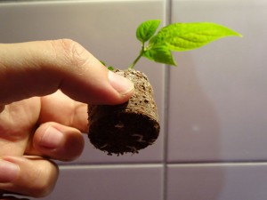 Vicentes_Annuum_Steckling1