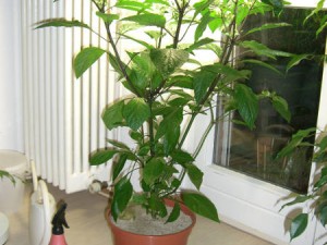 H_red_Kueche_20121018