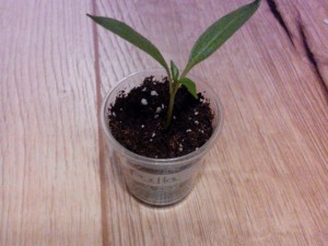 "Pulla" Capsicum Annuum 28.01.16
