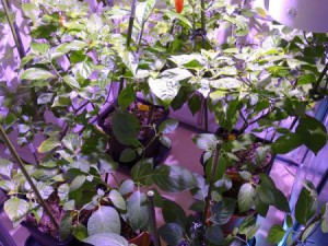 Chilihaus_20160201