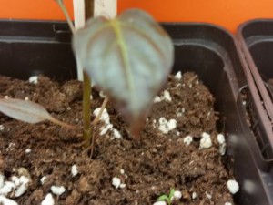 Gast 20160207_215643