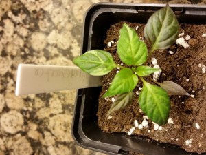 Varie 20160206_165706