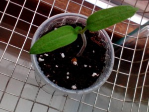 Fleischtomate Ananas 08.02.16