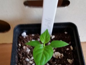 Kirsch 20160214_130731