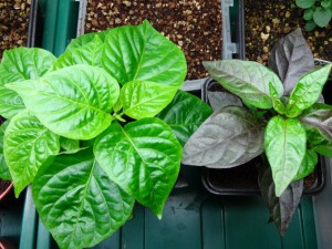 Habanero_Red+Bolivian_Rainbow