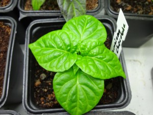Jamaican_Hot_Chocolate