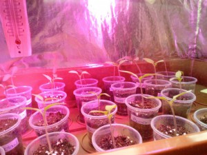 Tomaten 20.02.16