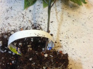 Umtopfen5,8L_Spitzpaprika_rot