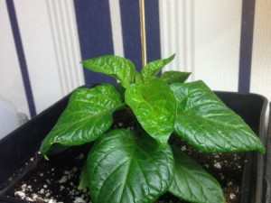 Umtopfen5,8L_Trinidad_Hornet_F5_b