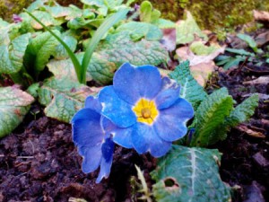Wildprimel 23.02.16