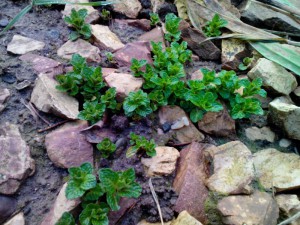 Marokkanische Minze 23.02.16