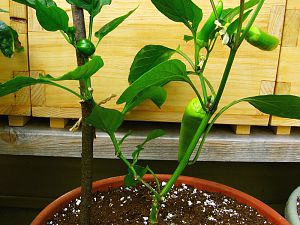 BanCherry