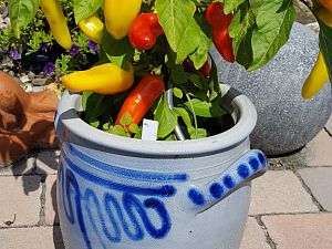 20170813_122347[1]