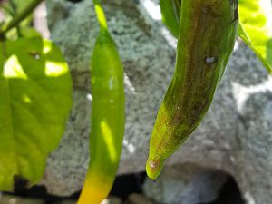 20170813_121832[1]