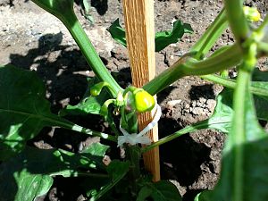 Naga Bhut Jolokia