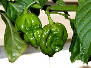 7Pot Burgundy